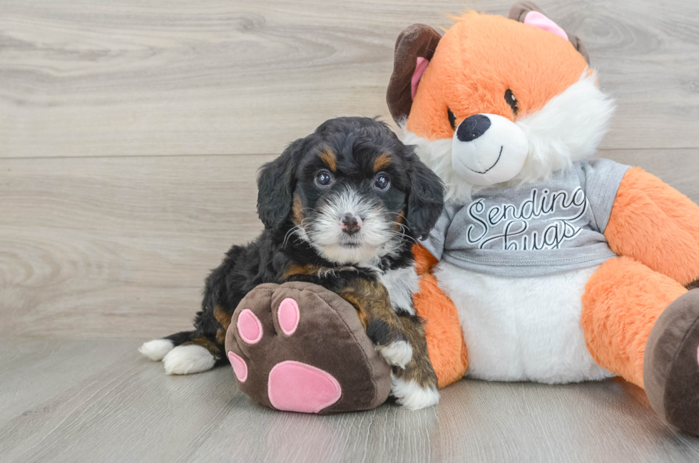 6 week old Mini Bernedoodle Puppy For Sale - Seaside Pups
