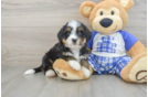Adorable Mini Bernesedoodle Poodle Mix Puppy