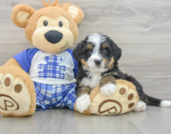 7 week old Mini Bernedoodle Puppy For Sale - Seaside Pups