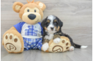 Best Mini Bernedoodle Baby