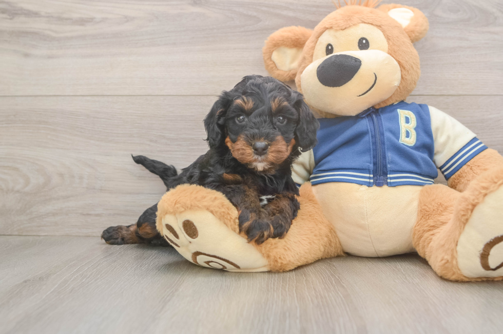 5 week old Mini Bernedoodle Puppy For Sale - Seaside Pups