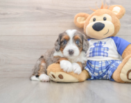 6 week old Mini Bernedoodle Puppy For Sale - Seaside Pups