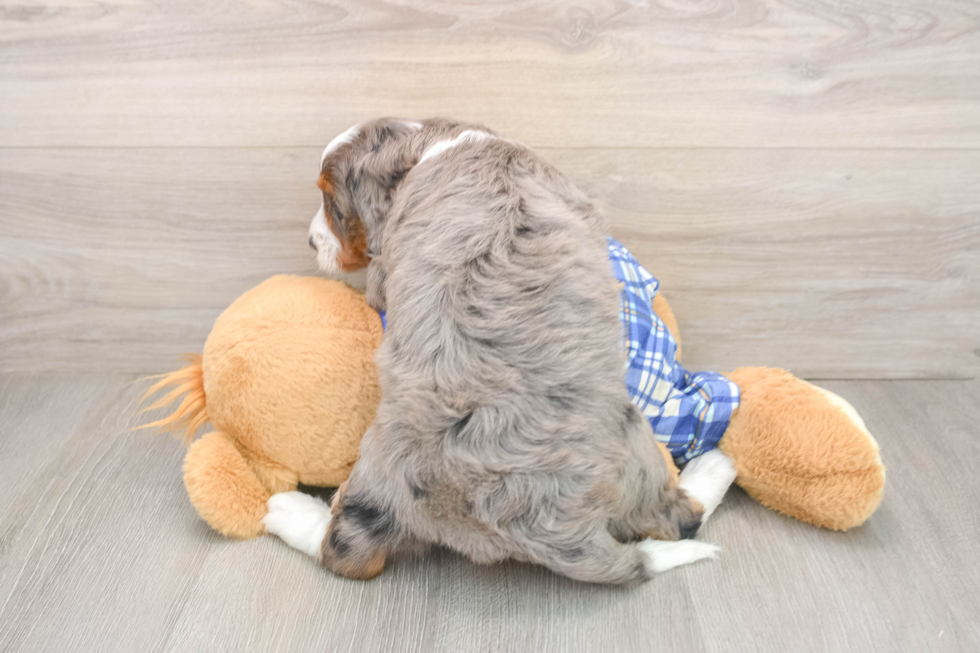 Petite Mini Bernedoodle Poodle Mix Pup