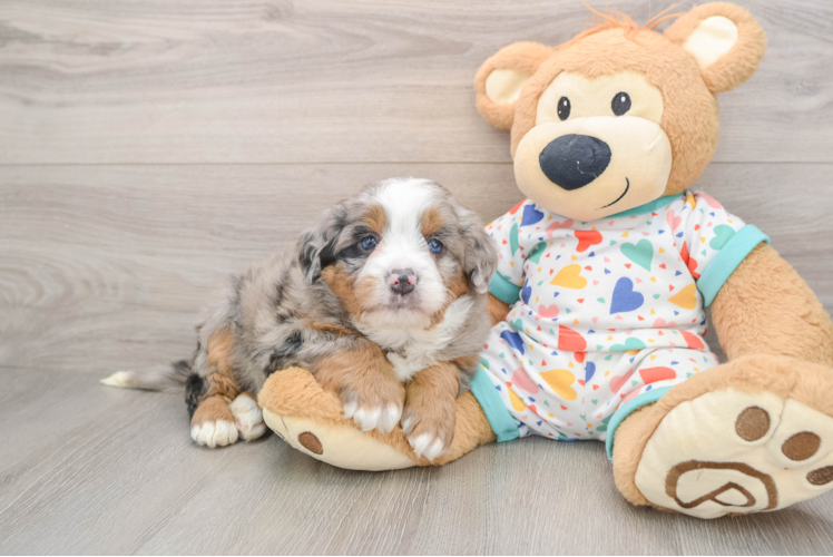 Mini Bernedoodle Puppy for Adoption