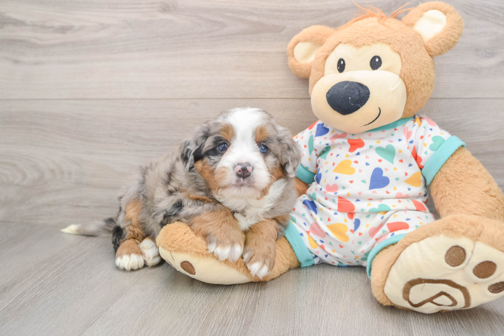 Mini Bernedoodle Puppy for Adoption