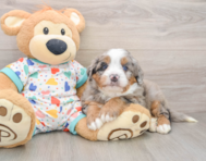 5 week old Mini Bernedoodle Puppy For Sale - Seaside Pups