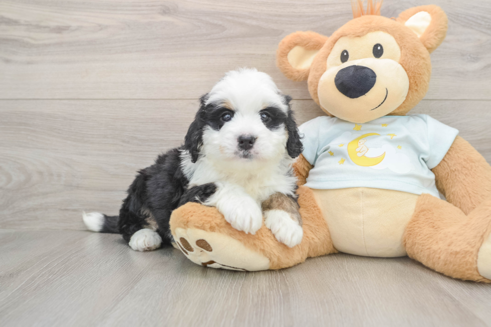 Friendly Mini Bernedoodle Baby