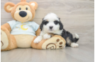 Mini Bernedoodle Puppy for Adoption