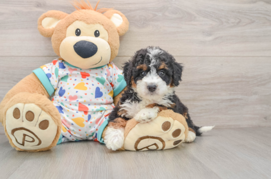 Mini Bernedoodle Pup Being Cute