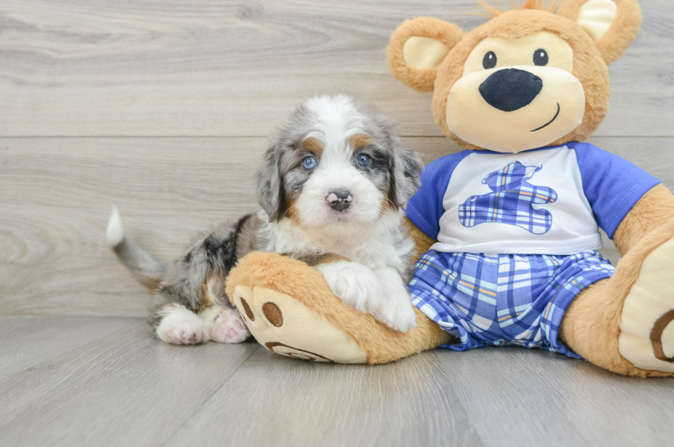 6 week old Mini Bernedoodle Puppy For Sale - Seaside Pups