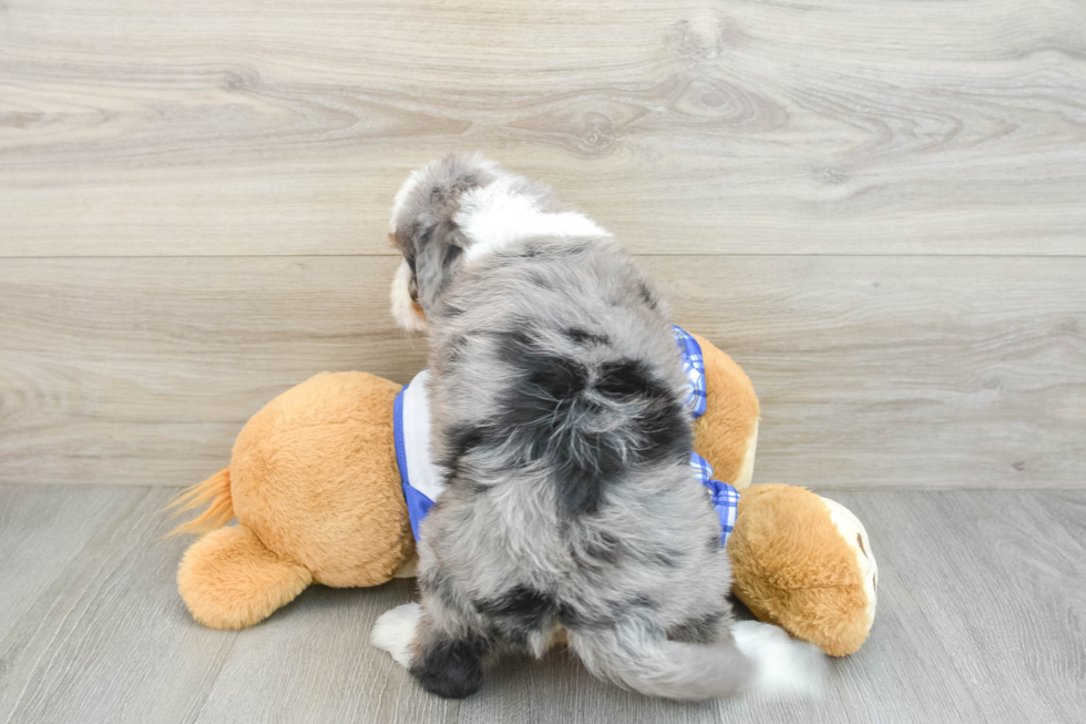 Small Mini Bernedoodle Baby