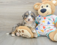 8 week old Mini Bernedoodle Puppy For Sale - Seaside Pups