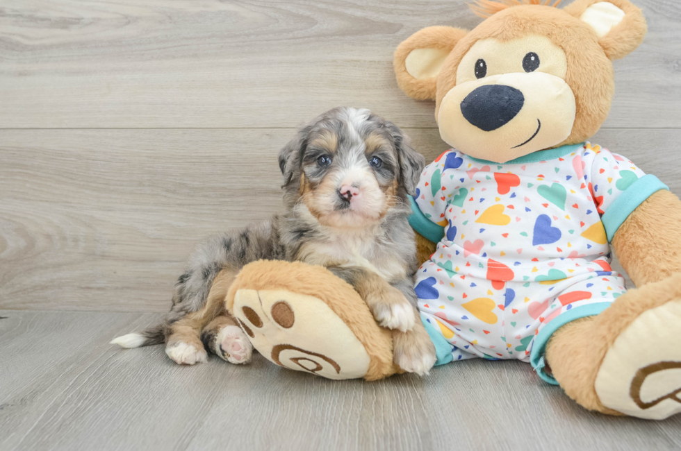 6 week old Mini Bernedoodle Puppy For Sale - Seaside Pups