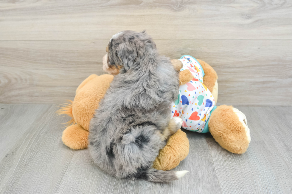 Popular Mini Bernedoodle Poodle Mix Pup