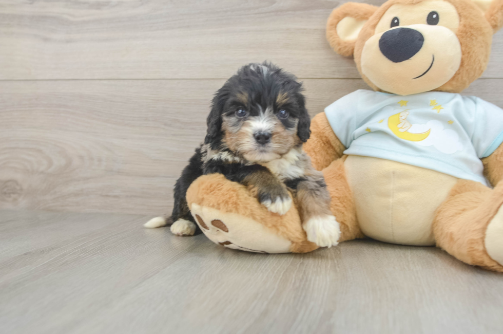 6 week old Mini Bernedoodle Puppy For Sale - Seaside Pups