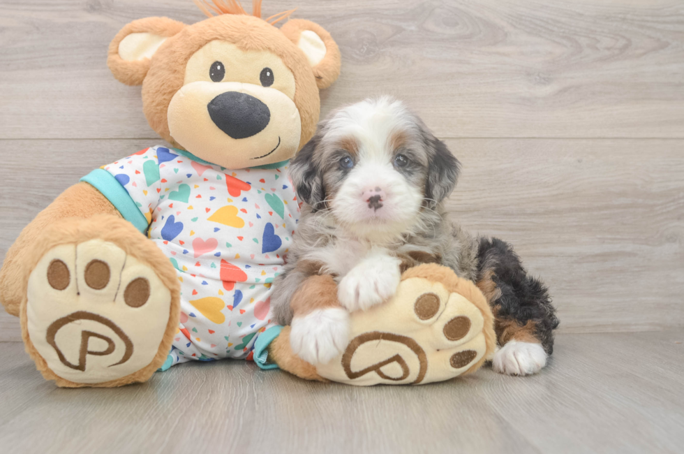 5 week old Mini Bernedoodle Puppy For Sale - Seaside Pups