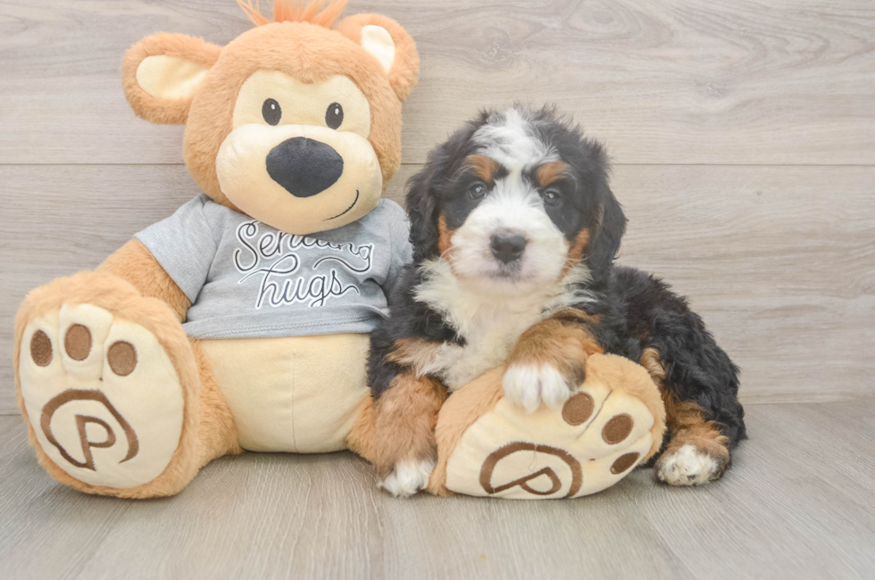5 week old Mini Bernedoodle Puppy For Sale - Seaside Pups