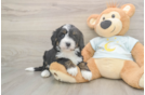 Mini Bernedoodle Puppy for Adoption