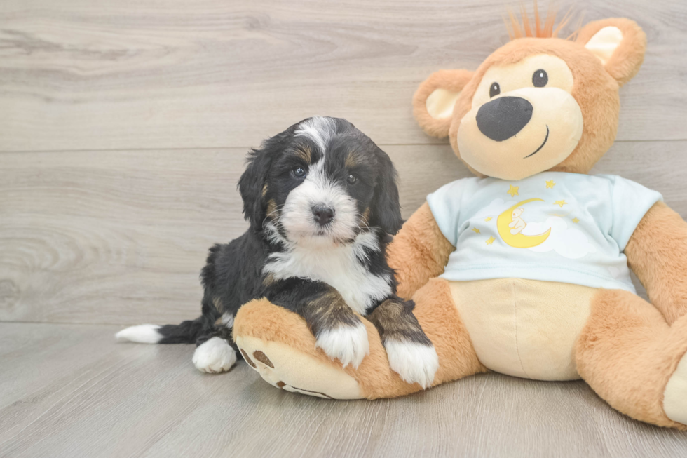 Mini Bernedoodle Puppy for Adoption