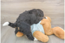 Mini Bernedoodle Pup Being Cute