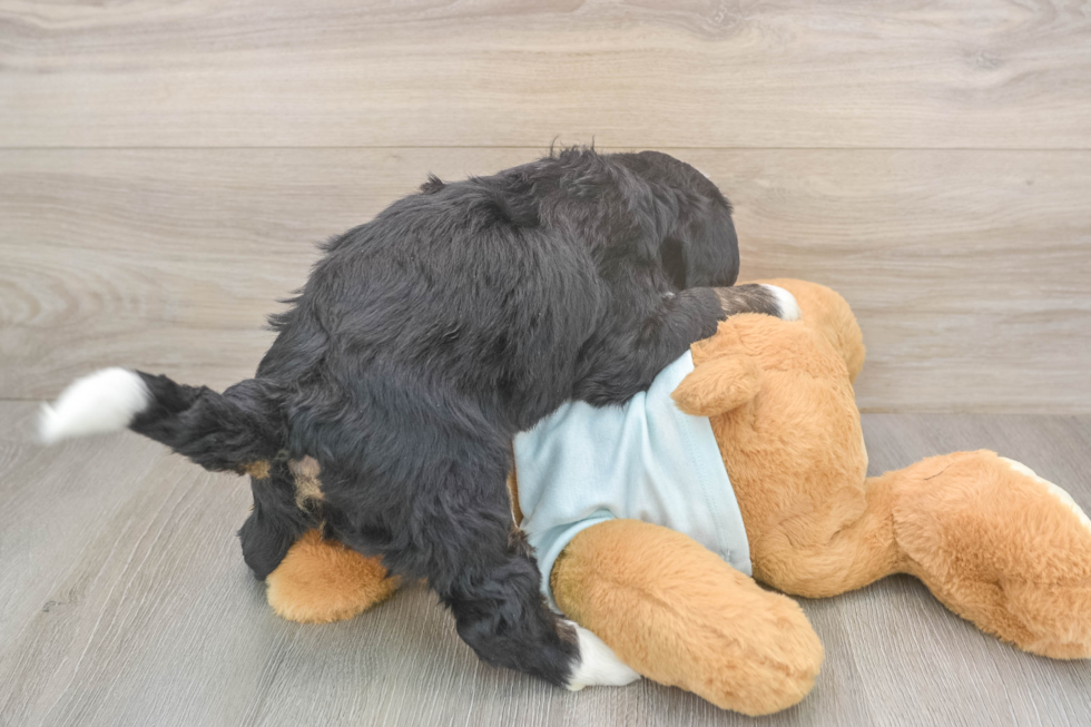 Mini Bernedoodle Pup Being Cute