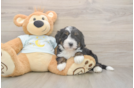 Cute Mini Bernedoodle Baby
