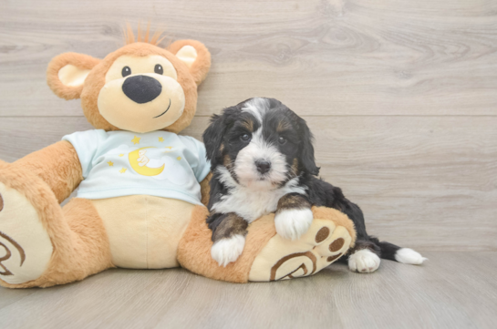 Cute Mini Bernedoodle Baby