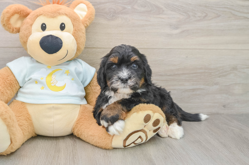 Funny Mini Bernedoodle Poodle Mix Pup