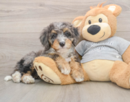 8 week old Mini Bernedoodle Puppy For Sale - Seaside Pups