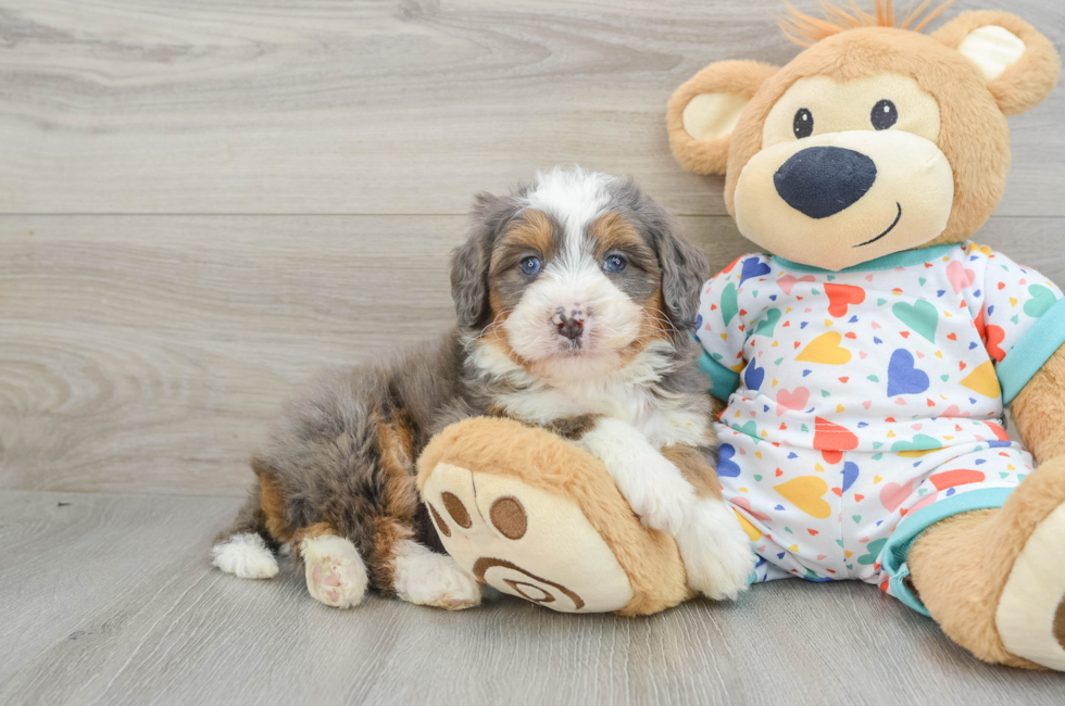 6 week old Mini Bernedoodle Puppy For Sale - Seaside Pups