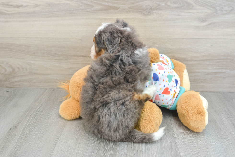 Happy Mini Bernedoodle Baby