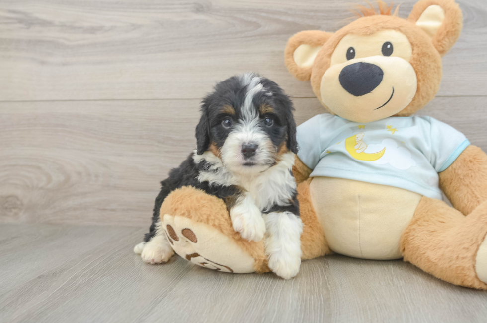 6 week old Mini Bernedoodle Puppy For Sale - Seaside Pups
