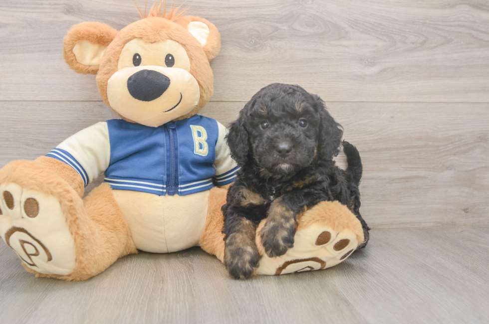 5 week old Mini Bernedoodle Puppy For Sale - Seaside Pups