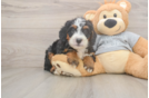 Mini Bernedoodle Puppy for Adoption