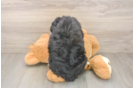 Fluffy Mini Bernedoodle Poodle Mix Pup