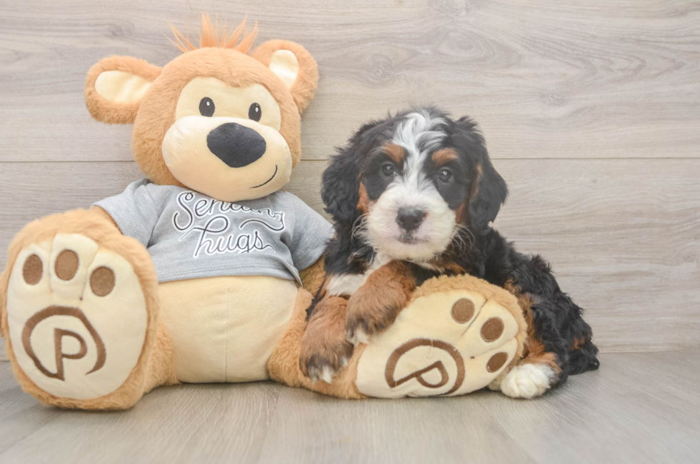5 week old Mini Bernedoodle Puppy For Sale - Seaside Pups