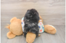 Smart Mini Bernedoodle Poodle Mix Pup