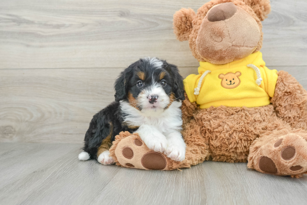 Small Mini Bernedoodle Baby