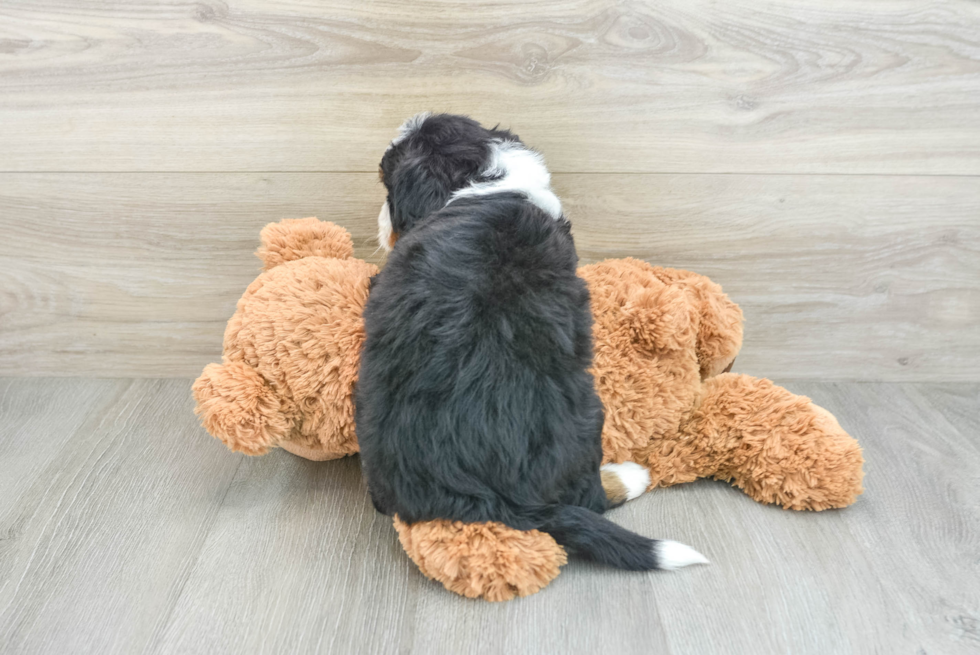 Petite Mini Bernedoodle Poodle Mix Pup