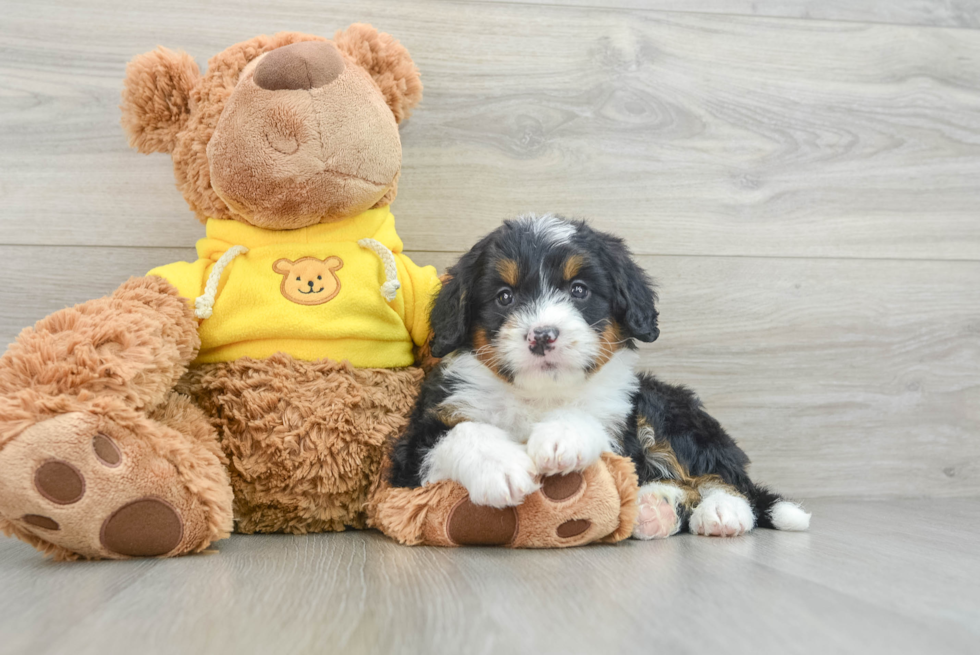 Best Mini Bernedoodle Baby