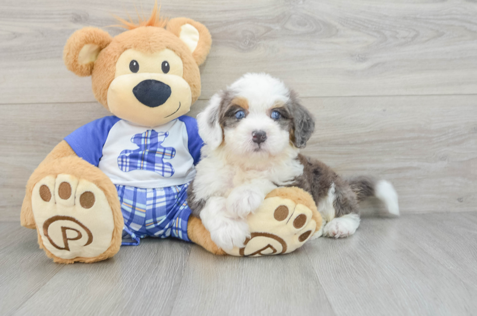 6 week old Mini Bernedoodle Puppy For Sale - Seaside Pups