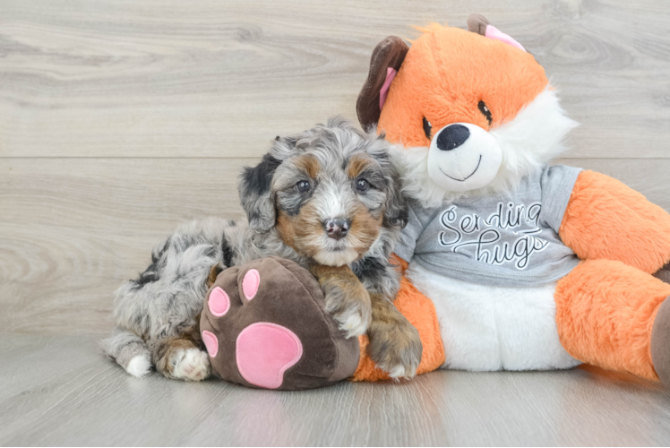 Funny Mini Bernedoodle Poodle Mix Pup