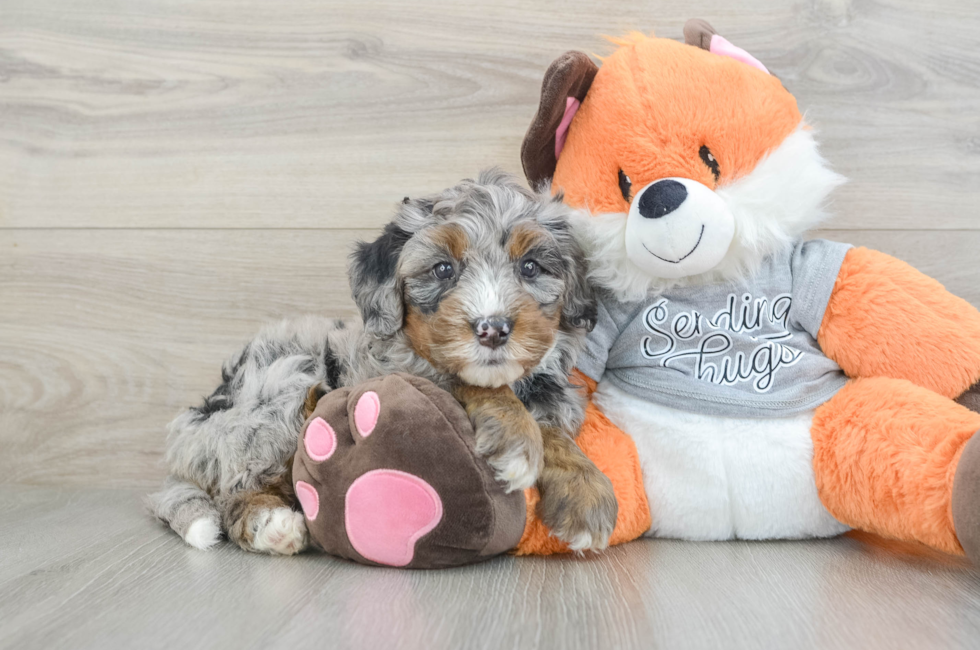 6 week old Mini Bernedoodle Puppy For Sale - Seaside Pups