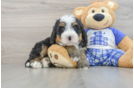 Best Mini Bernedoodle Baby