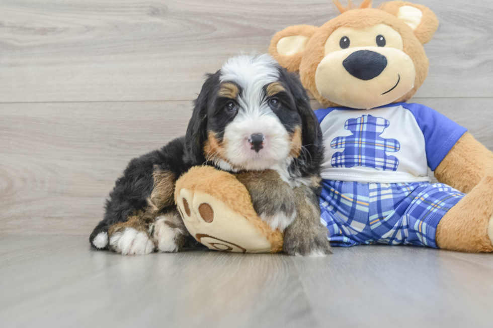 Best Mini Bernedoodle Baby