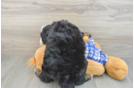 Adorable Mini Bernepoo Poodle Mix Puppy
