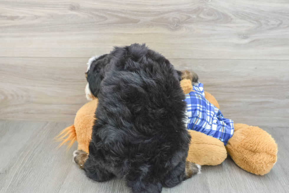 Adorable Mini Bernepoo Poodle Mix Puppy