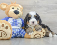 7 week old Mini Bernedoodle Puppy For Sale - Seaside Pups