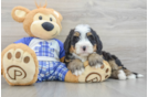 Mini Bernedoodle Puppy for Adoption
