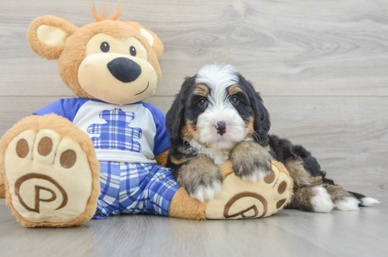Mini Bernedoodle Puppy for Adoption